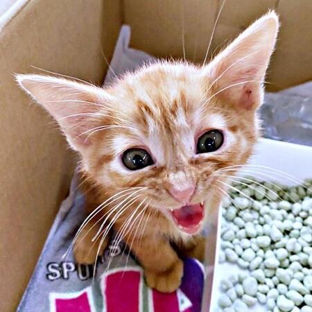 雨の夜、用水路で助けを求めていた小さな命 新婚旅行をやめて子猫を迎えた夫婦の誓い