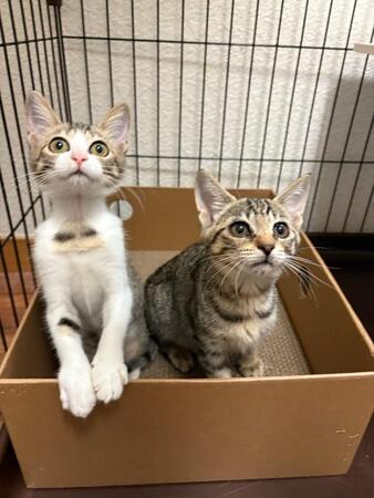 保護猫の写真を送ったら→「他の柄の子がいい」と言われ衝撃……「毛色で決める人がいるのか」「命は同じなのに」キジトラは人気ない!?