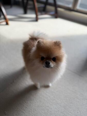 「オヤツをくれないと…」小さな体で、飼い主にすごむ犬さん「くれないならやらかすぞ!」