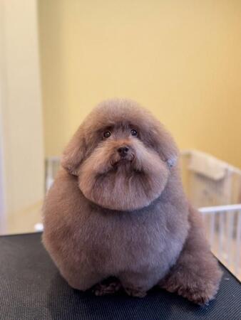 「本当に可愛い!」ドライヤーの風を受けたトイプードル「感情を無にしてる?」