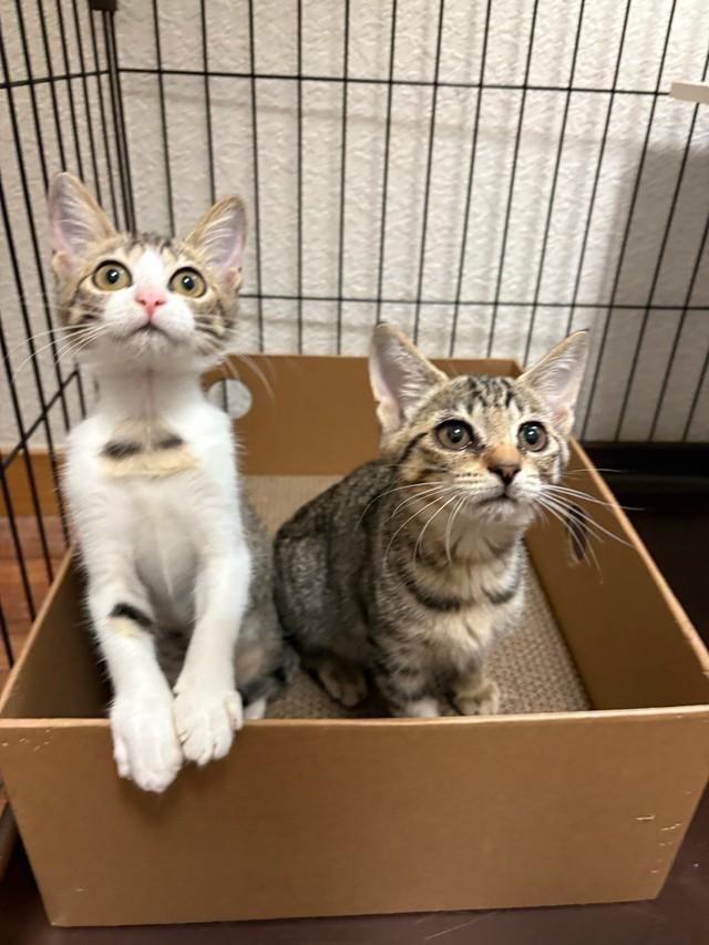 保護された推定3カ月のキジ猫2匹。「他の柄の子がいい」と言われたという（れんげさん提供）