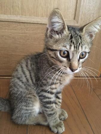 会議の場にいきなり現れ、ちょこんと座った小さな子猫　猫アレルギー、脱走、熱中症を乗り越えて…家族の絆を育んだ8年間の記録