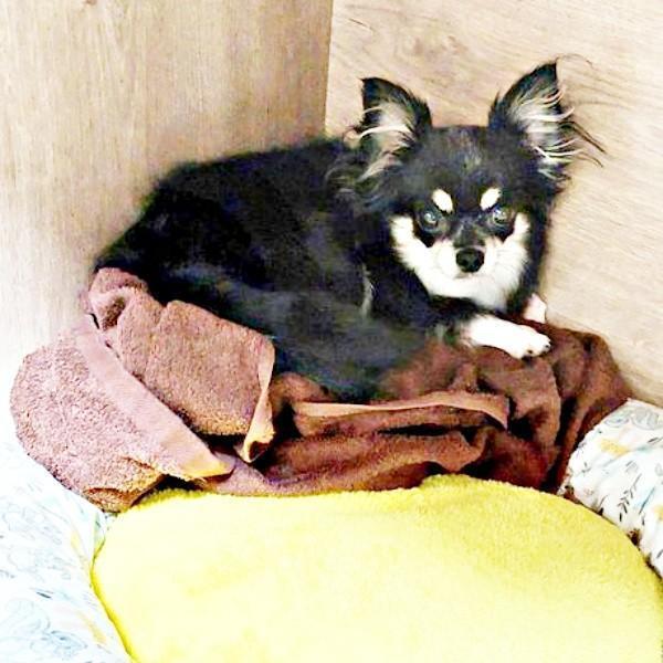 お迎え当初、隅っこで不安げな表情を浮かべるみつ子ちゃん（画像提供：今日のぶんたとみつ子さん）