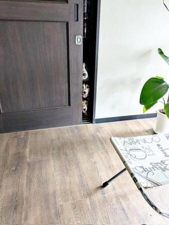 扉の隙間からチラリ→縦一列で顔をのぞかせる正体に爆笑「ノゾキーヌ」「ブレーメンの音楽隊」