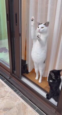 お腹がポンポコリンの猫さん「食欲の秋、よく食べます」と喜ぶ飼い主、実はガリガリで涙した時も…