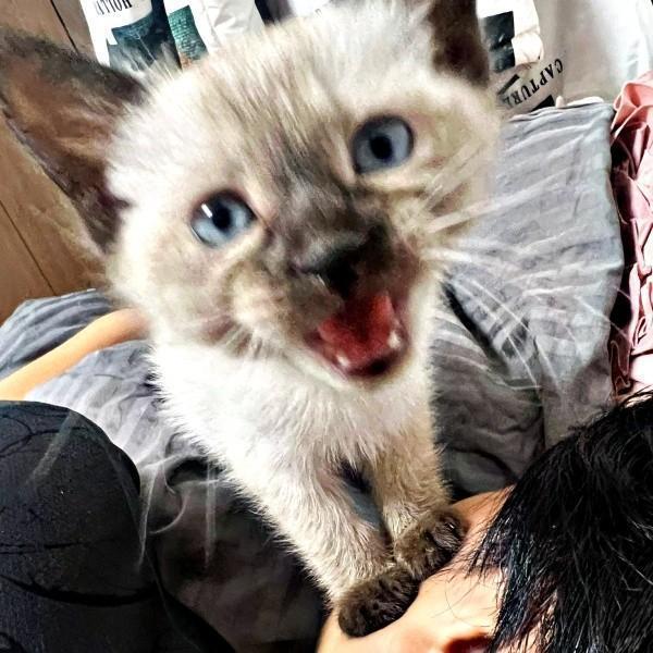 パパの顔にのってカメラを見つめるステラちゃん（画像提供：葉山あかね 2y 双子さん）