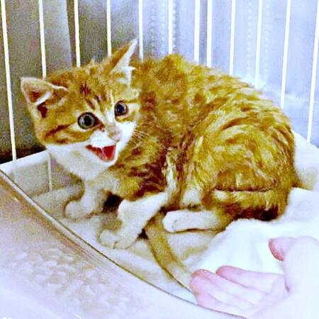 トリモチに捕まり身動きできなくなっていた子猫 体調不良を乗り越え、幸せをくれる存在に