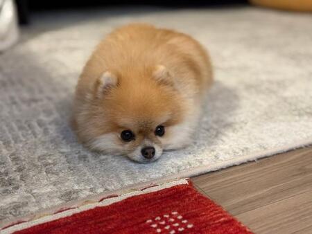 「愛犬が反抗期！？」凶悪顔が可愛すぎる犬さん「イヤッ！って表情かわいい」