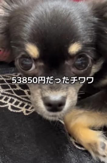 ペットショップのソファ下で小さく震えていたという生後6カ月のチワワ犬「ちまき」ちゃん（「わんグルメ旅-ちまき」さん提供、Instagramよりキャプチャ撮影）