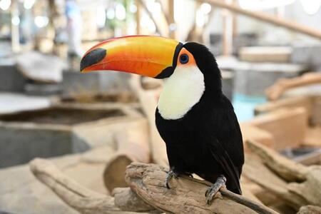 立派なオレンジのクチバシが目印（ニフレル提供）