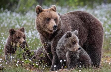 【異常事態】秋田県知事がクマ被害に警鐘「クマと会ったら」「攻撃受けそうになったら」イラストで対策示す