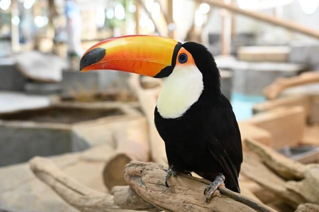 立派なオレンジのクチバシが目印（ニフレル提供）