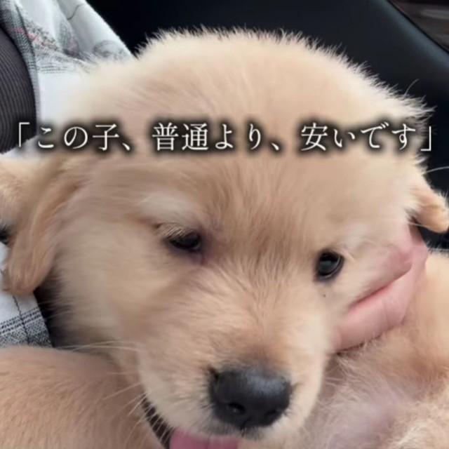 「この子、普通の子より、安いです」とお迎えするときにブリーダーさんから言われたそう／ともさん（@tomo.home.06）提供