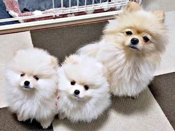 親子ショット！ （左から）生後2カ月のすももくん、つららくん、母犬のとろろちゃん（画像提供：ポメラニアンのとろろさん）
