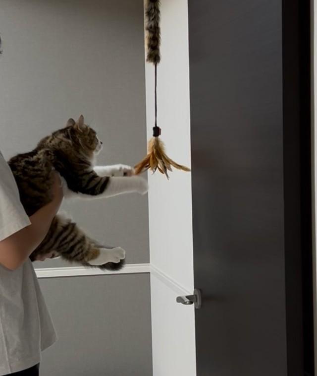 ん？　猫じゃらし！（飼い主さん提供）
