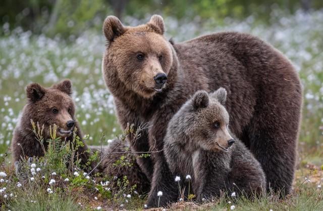 クマとバッタリ会わないための行動とは…※画像はイメージです（Marc Scharping/stock.adobe.com）