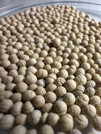 脳みそ状の石がこんなにも…（Amasakuさん提供）