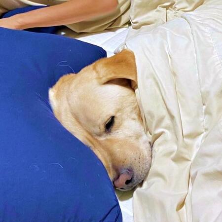 元保護犬が飼い主のトイレ中にベッドを占拠！？ 布団と枕を完全に奪った大胆行動に反響　「幸せな狭さ」「幸せな嫌がらせ…」