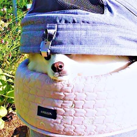 バギーの隙間からお目々とお鼻がチラッ！ 笑いを誘った楽くん（画像提供：くーさんママさん）