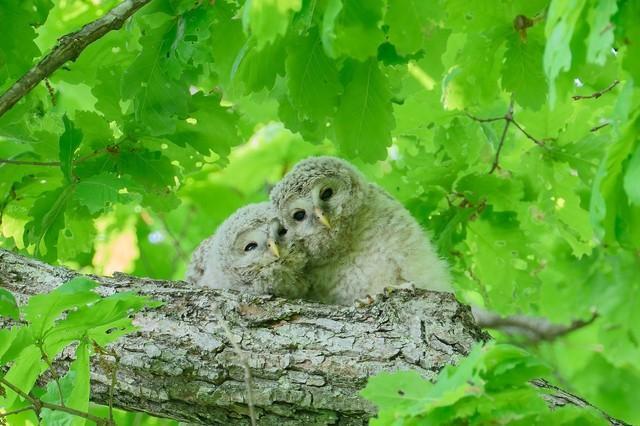むじゃきな様子が可愛らしい（画像提供：yupi_hokkaidoさん）