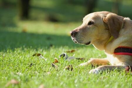 川遊び後に感染も…犬の命を奪う「レプトスピラ症」って？　人の命を奪うことも！