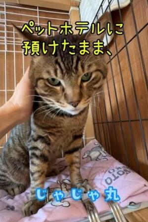 猫を「2週間だけ預かってほしい」その後、飼い主と連絡とれず……保護団体「信じて待ち続け、体調くずした」猫の気持ちを考えて