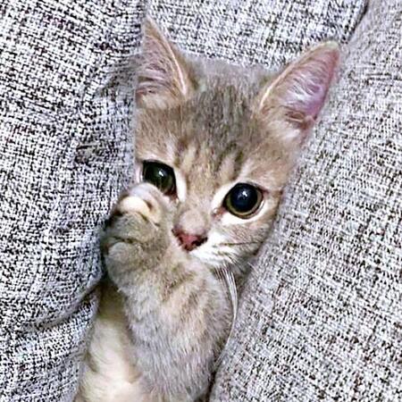 ソファに挟まって助けを求める子猫にSNS悶絶「て、天使…！？」と16万いいね　「かわいすぎる」「助けずそのままにしておきたい」