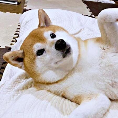 柴犬の「ここ空いてますよ」誘惑ポーズが話題　仰向けで胸もと広げる姿に「飛び込みたい」「最高のなでスポット」「そこ予約願いま～す」