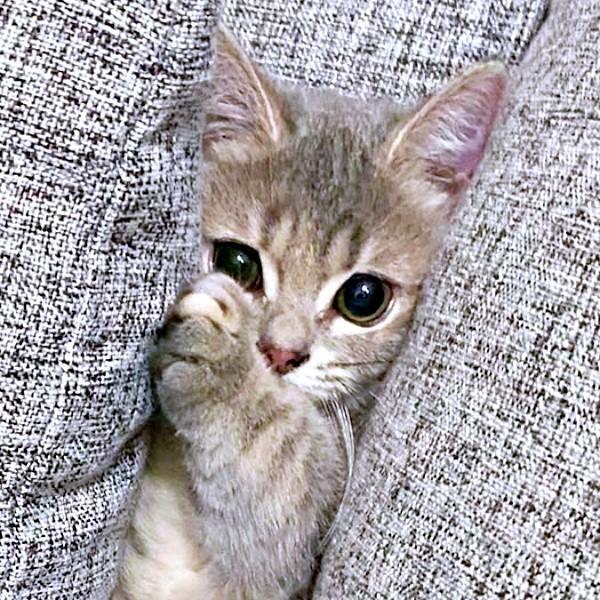 「助けてニャ…」。ソファにはさまったリリーちゃん（画像提供：恋するうさぎちゃん）