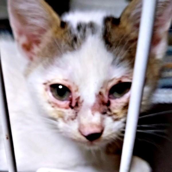 保護時、猫風邪で激しく衰弱していたキナコちゃん（画像提供：ゆーちゃんさん）