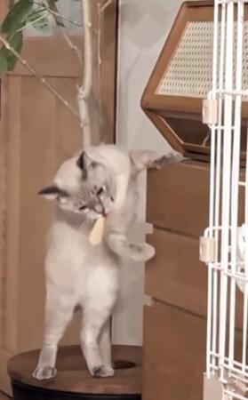 猫「あった、あった!これこれ」自分で棚を開け、大好きなおもちゃを奪う姿に爆笑「人間の子どもみたい」
