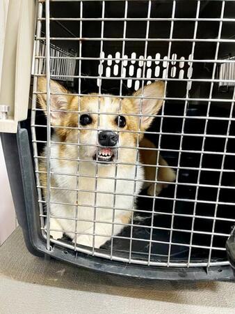 サロンでムキ顔になった神楽ちゃん（画像提供：コーギーの神楽さん）