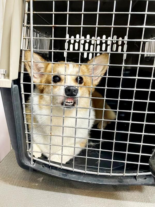 サロンでムキ顔になった神楽ちゃん（画像提供：コーギーの神楽さん）