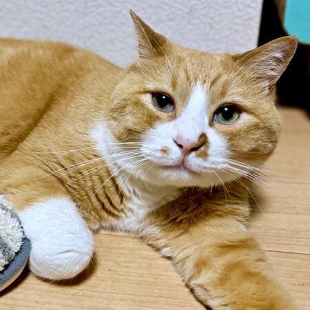 「もむとしゃべる猫」爆誕！ お腹もみもみでニャー連発　甘えん坊ぶりに悶絶「にゃああ！かわいい」「気持ちいいんだろうな」「素敵」