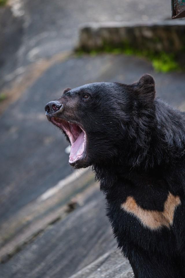 食レポ「ツキノワグマを食べた！」どんな味？ 投稿者「臭みなく