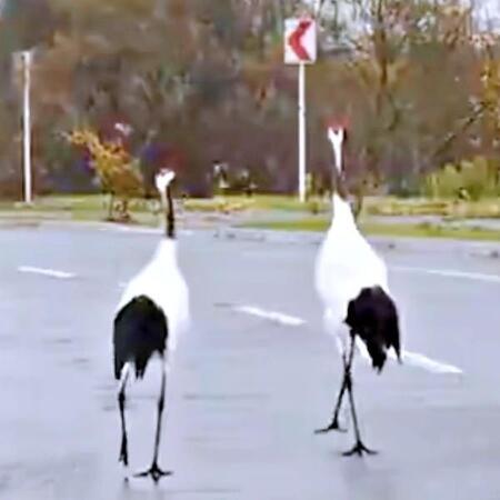 車道をゆったり歩く鶴…北海道・釧路ならではの日常に5万いいね「めっちゃ羨ましい!」「鳥さんの優先道路」