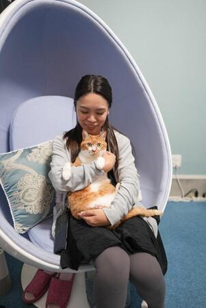 初対面の猫が膝に飛び乗ってきた→出産直後なのに赤ちゃんや飼い主が見当たらず→歯のホワイトニング専門店の人気看板猫に