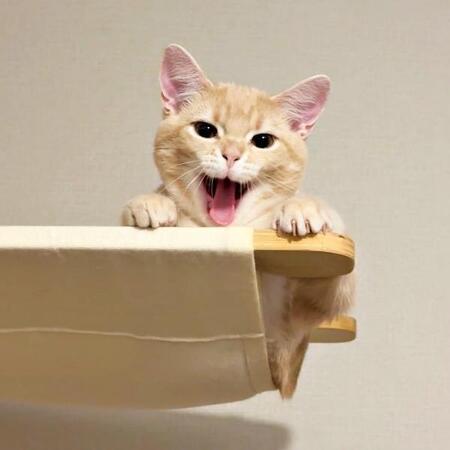 撮ったはずの茶トラ子猫が…消えた?「光学迷彩ちゃん」透明写真に2.9万いいね「心がきれいな人にしか見えないです」