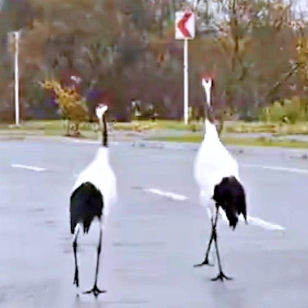 車道を歩く鶴。車が来ても悠々と歩いています（画像提供：マルピギアさん）