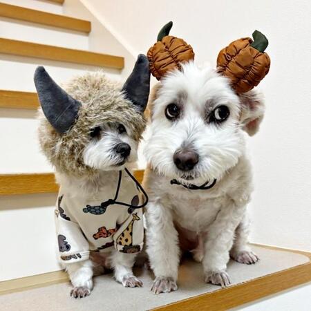 「捨てられるわけない!」愛犬の顔写真入り診療明細書がSNSで大バズ 「これは家宝」「うちも」「初めて見た」「反則」の声続々