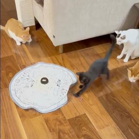 「遊び方ちょっと違う」? 子猫が電動おもちゃを強奪した結果…姉猫ポカーンの結末にSNS爆笑「無双してますね」「ひとり占め系女子!!!」