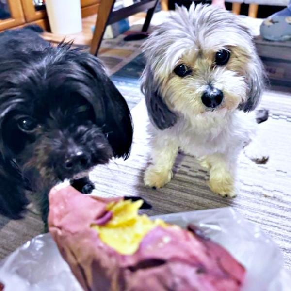 焼き芋にかじられたあとがーーそばにたたずむ（左から）こむぎちゃん、つんちゃん（画像提供：つんこむさん）