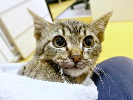 成猫まで生きられないかも……口が裂ける重傷を負った子猫　観光客が連れてきて「きちんと治療を受けるのを見届けてほしい」