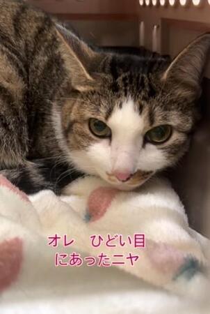 動物病院の待合室で「まさか！」犬による猫の被害に飼い主の謝罪なし「犬は悪くない、責任は人にある」