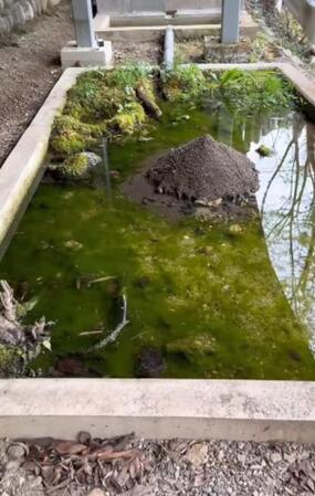 池に大量発生した“藻”を食べてもらうため→エビ100匹を投入したら…… 13日後にまさかの光景、理由を調べてみると?