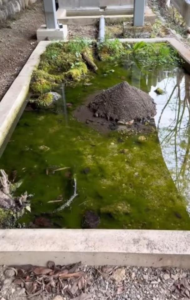 アオミドロが大量発生してしまったビオトープ／投稿主さん提供