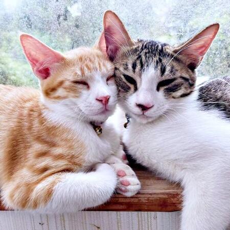 危険な軒下で生まれた“猫界の佐藤健＆多部未華子”　目やにや鼻水の猫風邪を乗り越えすくすく成長　あざとさ全開の甘え上手ぶりにメロメロ