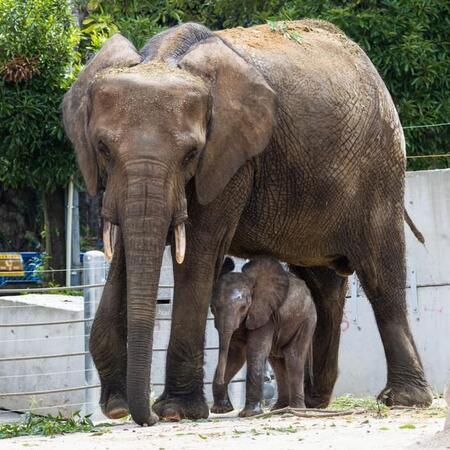 日本で唯一！「マルミミゾウ」赤ちゃん誕生に沸く広島の動物園　ちっちゃ！耳まるい？泥まみれすぎ…初育児の母ゾウ支える担当者の思い