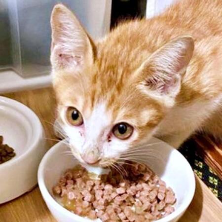 「助けて」ガリガリに痩せて鳴いていた子猫　支えてくれた先住猫が末期癌で旅立ち…悲しみを越えて家族を癒やす存在に