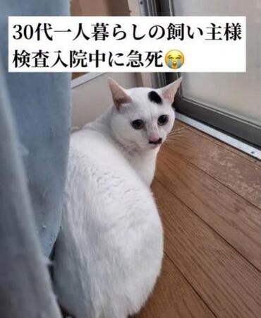 残された猫「飼い主は帰ってくると思ってた」……検査入院中に急死、奔走した遺族は
